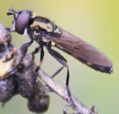 Pyrophaena granditarsis