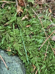 Callicladium imponens