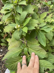 Cornus