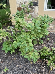 Cornus