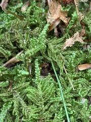 Callicladium imponens