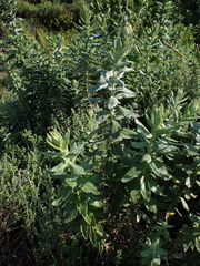 Senecio ilicifolius
