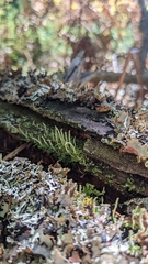 Cladonia coniocraea