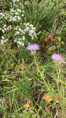 Cirsium discolor
