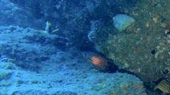 Sargocentron diadema