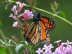 Danaus plexippus