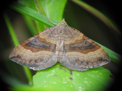 Scotopteryx chenopodiata