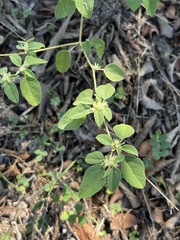 Croton monanthogynus