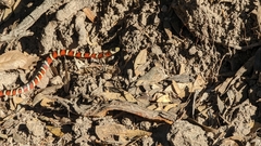 Lampropeltis knoblochi