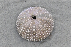 Echinoidea