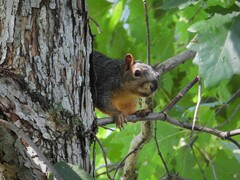 Sciurus niger