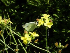 Pieris rapae
