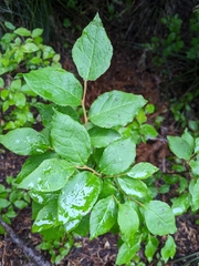 Vaccinium membranaceum