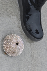 Echinoidea