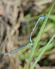 Coenagrion mercuriale