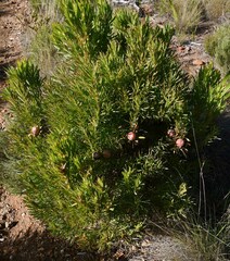 Leucadendron xanthoconus