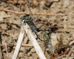 Onychogomphus uncatus