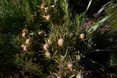 Leucadendron xanthoconus