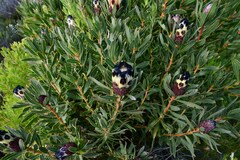 Protea lepidocarpodendron