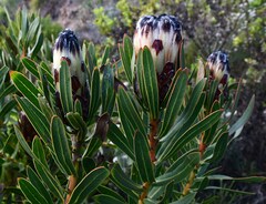 Protea lepidocarpodendron