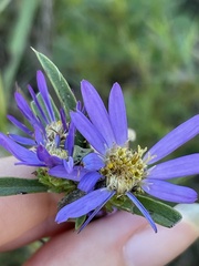 Eurybia