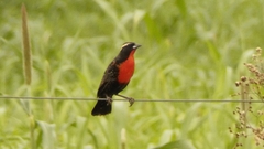 Leistes superciliaris