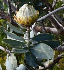 Protea nitida