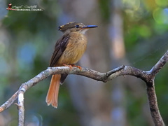 Onychorhynchus coronatus