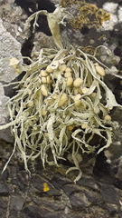 Ramalina siliquosa