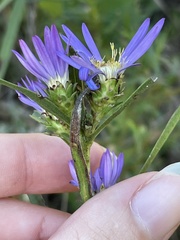 Eurybia