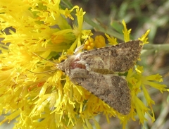 Noctuinae