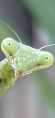 Mantodea
