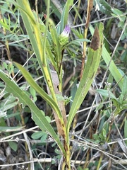 Eurybia