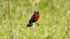 Leistes superciliaris