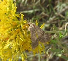 Noctuinae