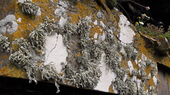 Ramalina siliquosa