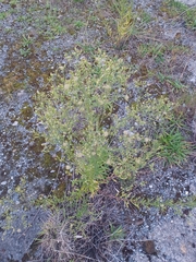 Linaria purpurea