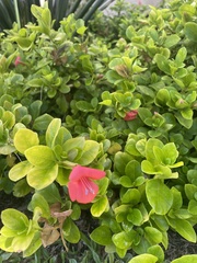 Barleria repens