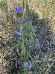 Eurybia