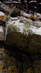 Ramalina siliquosa