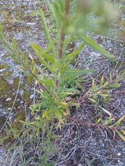 Linaria purpurea