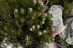 Serruria hirsuta