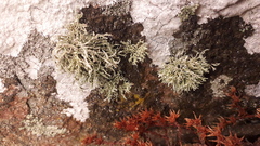 Ramalina siliquosa