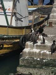 Leucocarbo bougainvillii