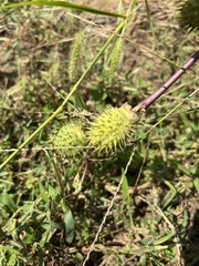Datura