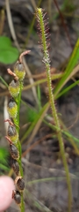 Drosera filiformis
