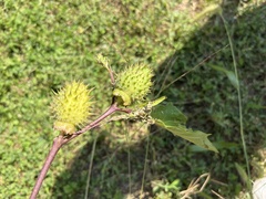 Datura