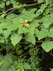 Paulownia tomentosa