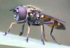 Pyrophaena granditarsis