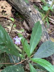 Strobilanthes formosana